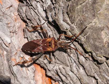 Western Conifer Seed Bug (Leptoglossus occidentalis)