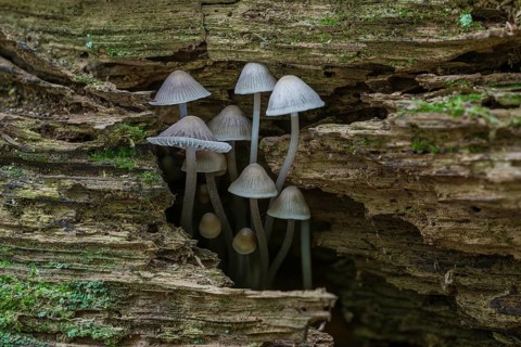 Mycena erubescnes (Mycena erubescens) on deadwood