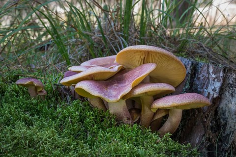 Plums and Custard or Red-haired agaric (Tricholomopsis rutilans)