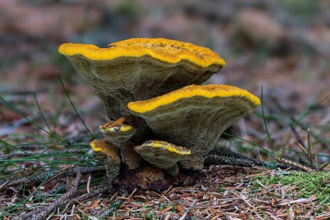 Velvet-top fungus