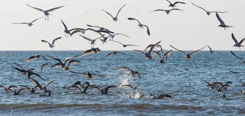 Colony of seagulls (Laridae) fishing
