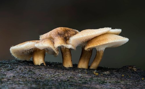 Winter polypore (Polyporus brumalis) on deadwood