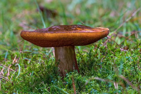 Dotted stem bolete (Neoboletus luridiformis)
