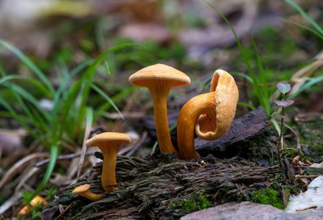 False chanterelle (Hygrophoropsis aurantiaca)