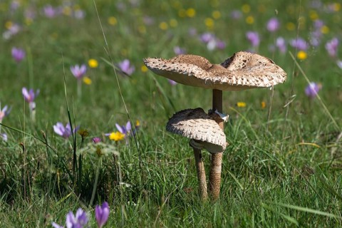 Autumn meadow with parasol mushrooms (Macrolepiota procera) and autumn crocus