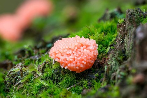 Red raspberry slime mold (Tubifera ferruginosa) Monchbruch Nature Reserve