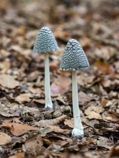 Magpie fungus (Coprinus picaceus)