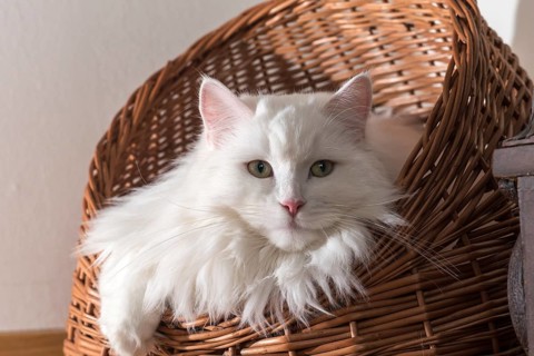Purebred cat sitting in basket