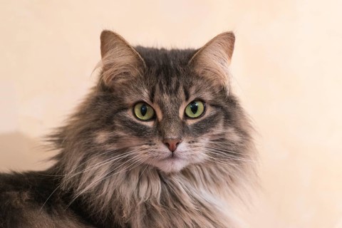 Norwegian Forest Cat