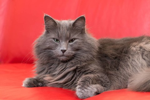 Norwegian Forest Cat lying on red sofa