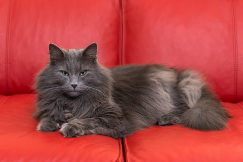 Norwegian Forest Cat lying on red sofa
