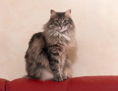 Norwegian Forest Cat