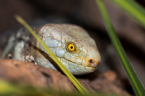 Solomon Island skink (Corucia zebrata alfred schmidti)