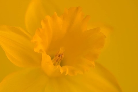 Yellow wild daffodil (Narcissus pseudonarcissus)
