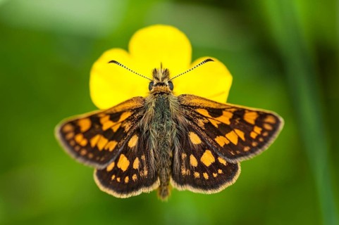 Checkered skipper (Carterocephalus palaemon) perched on a buttercup