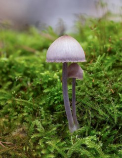 Nitrous Bonnet (Mycena leptocephala)