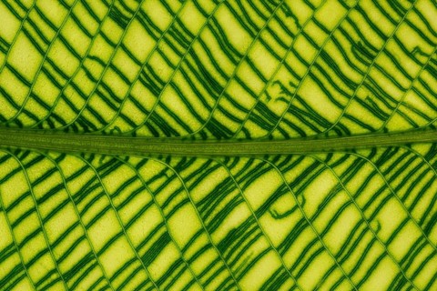 Calathea musaica (Calathea musaica)
