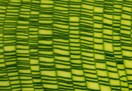 Calathea musaica (Calathea musaica)