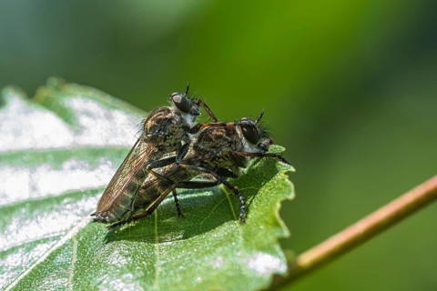 Common Robber Fly (Tolmerus atricapillus)