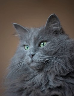Norwegian Forest Cat