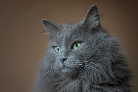 Norwegian Forest Cat