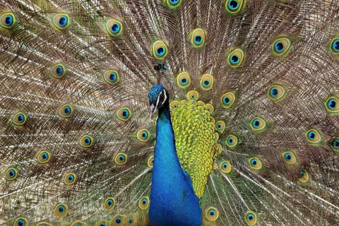 Blue Peacock (Pavo cristatus) displaying