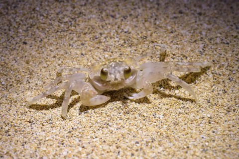 Ghost Crab (Ocypode pallidula)