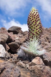 Silversword (Argyroxiphium sandwicense)