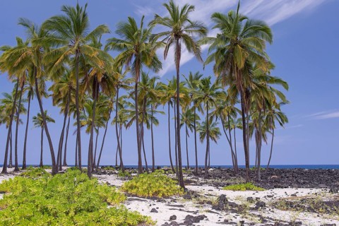 Palms