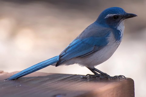 Western scrub jay (Aphelocoma californica)