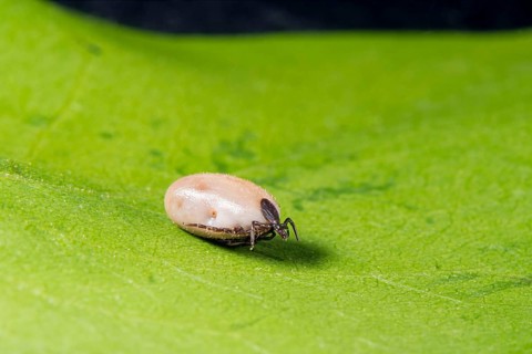 Castor Bean Tick (Ixodes ricinus)