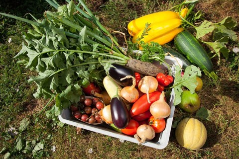 Box of various organic vegetables