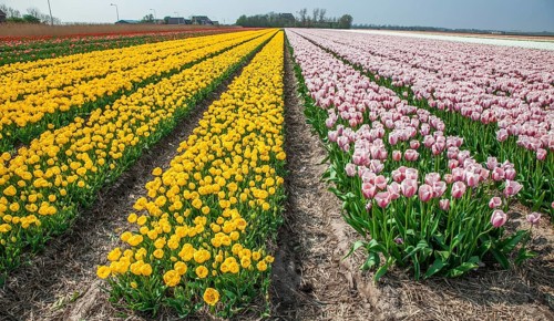 Tulip fields