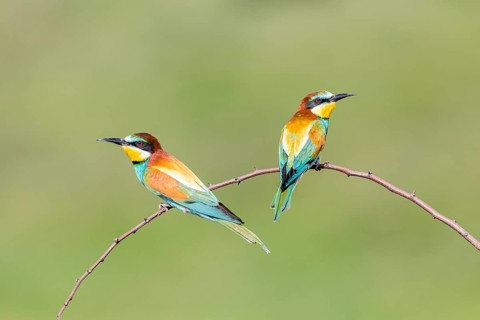 European bee-eater (Merops apiaster)