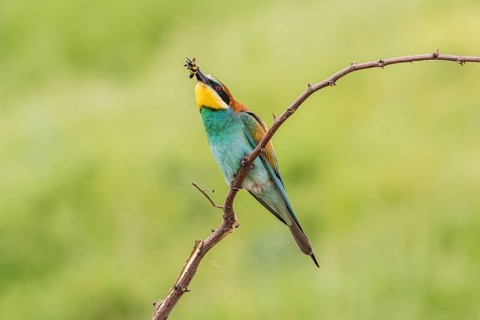 European bee-eater (Merops apiaster)