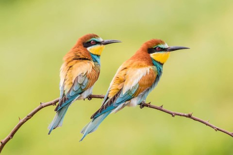 European bee-eater (Merops apiaster)