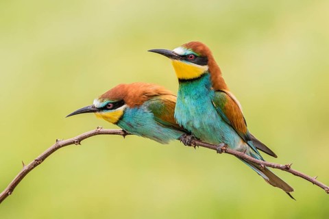 European bee-eater (Merops apiaster)