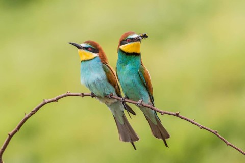 European bee-eater (Merops apiaster)