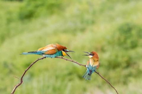 European bee-eater (Merops apiaster)