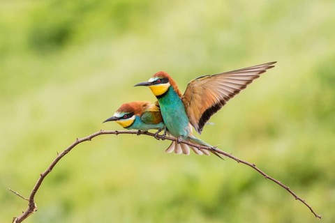 European bee-eater (Merops apiaster)