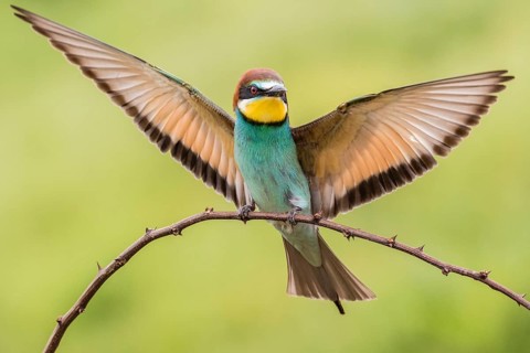 European bee-eater (Merops apiaster) landing on branch