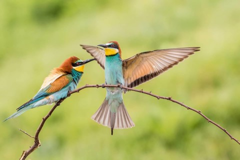 European bee-eater (Merops apiaster)