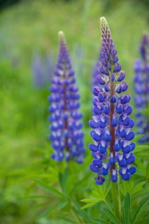Garden Lupin (Lupinus polyphyllus)
