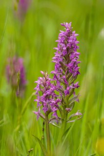 Western Marsh Orchid (Dactylorhiza majalis)