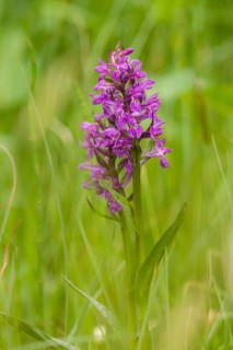 Western Marsh Orchid (Dactylorhiza majalis)
