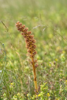 Large broomrape (Orobanche elatior)