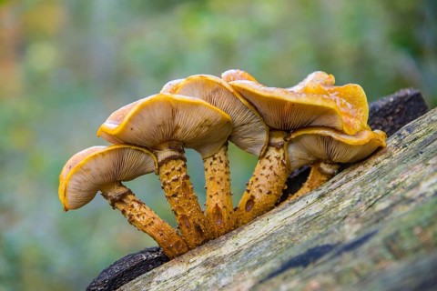 Pholiota aurivella (Pholiota aurivellus) on beech