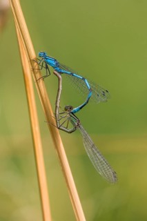 Common Blue Damselfly (Enallagma cyathigerum) mating
