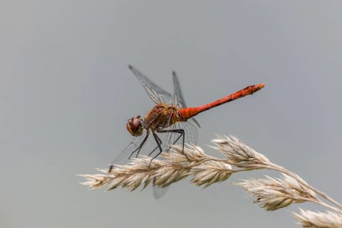 Ruddy Darter (Sympetrum sanguineum)