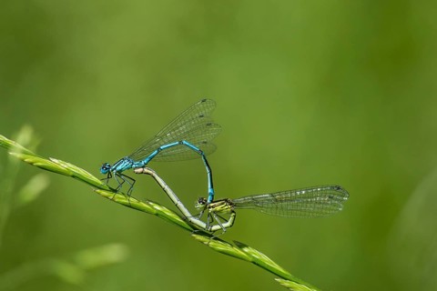 Azure Damselfly (Coenagrion puella)
